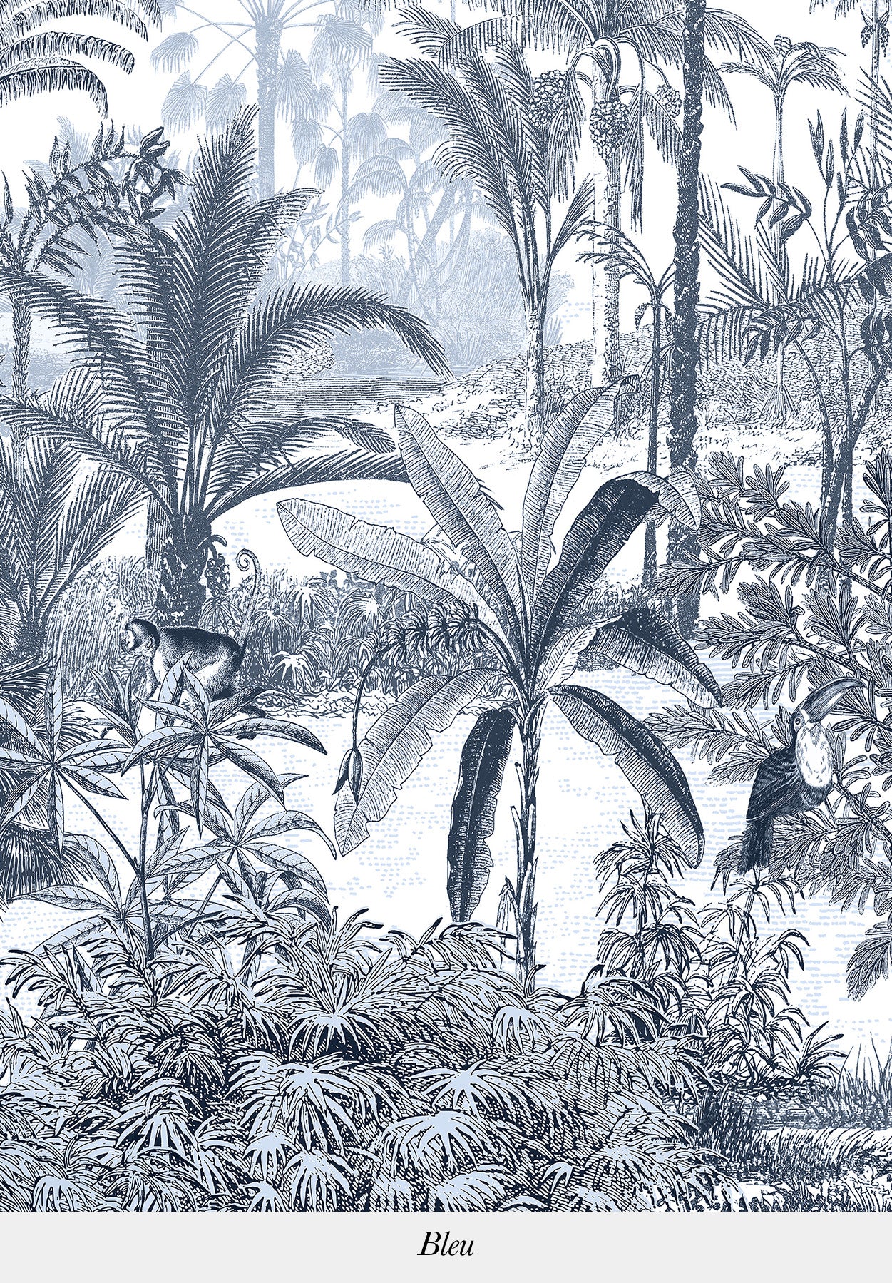 Amazone - Image 3