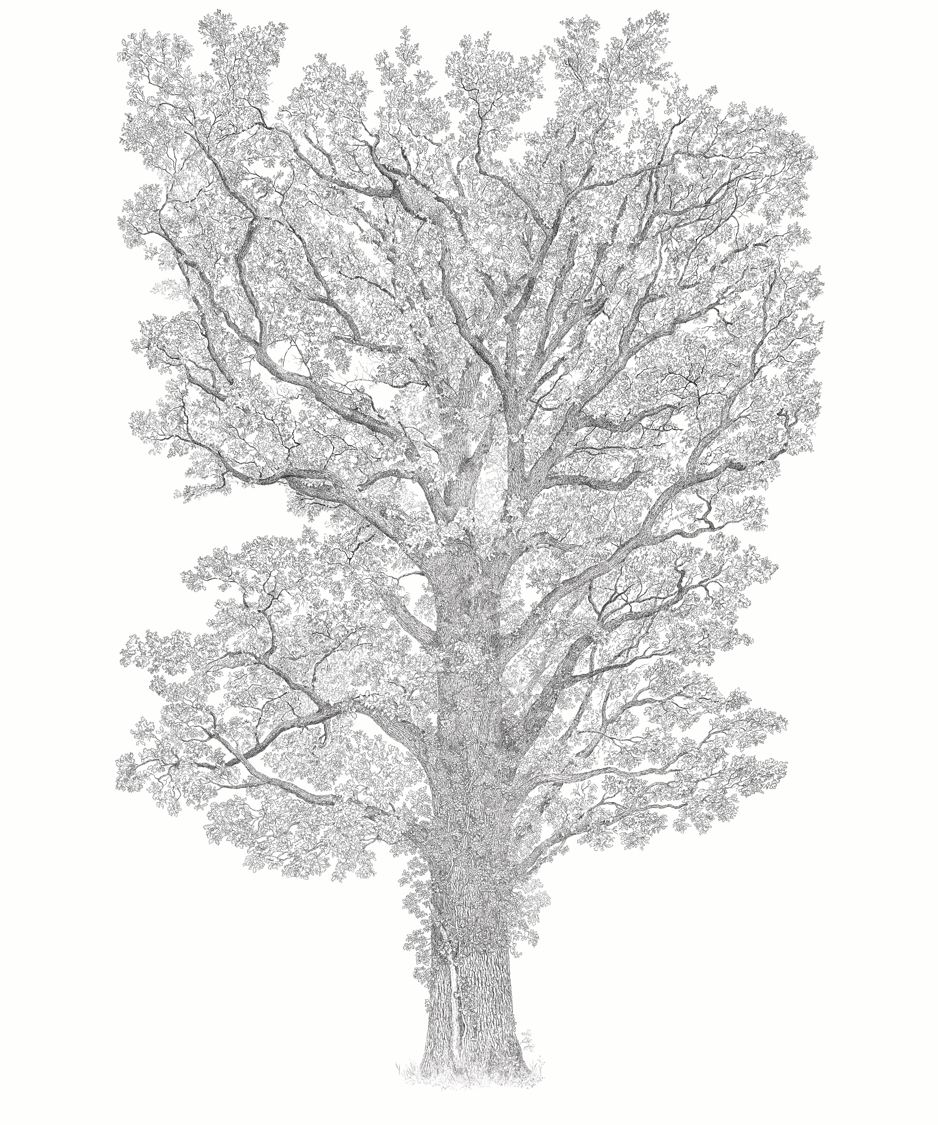 Le Grand Chêne Sur Mesure - Image 7