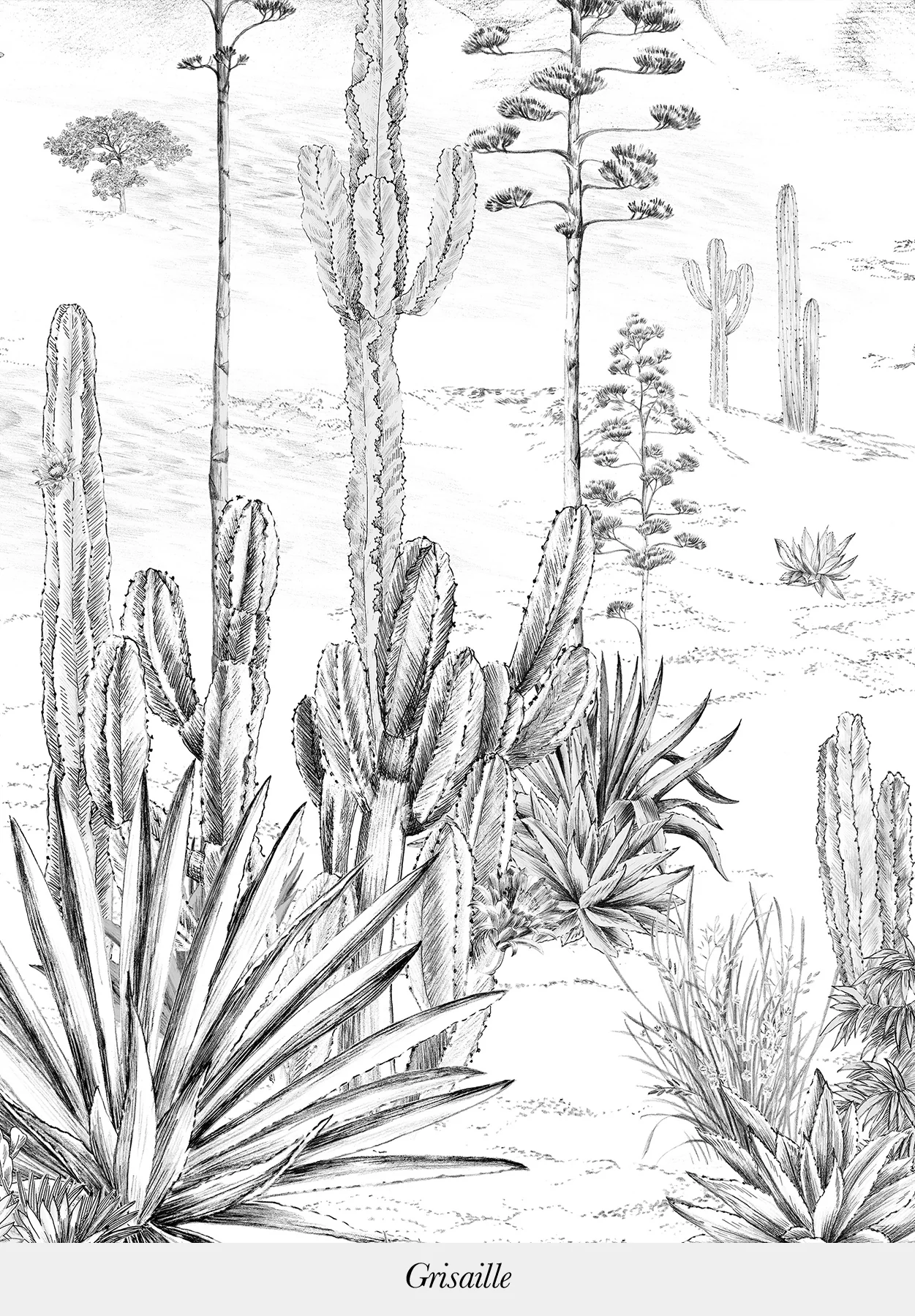 Succulentes - Image 3