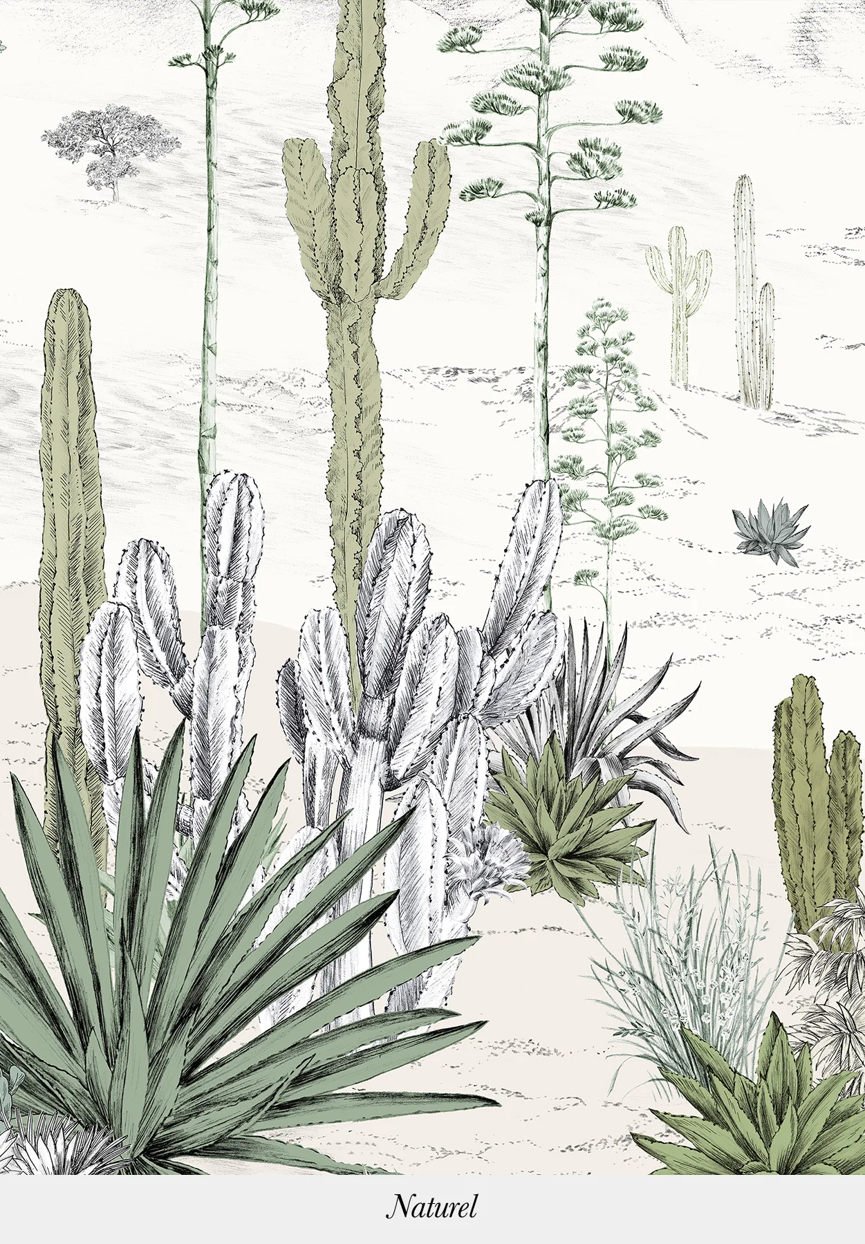 Succulentes - Image 4