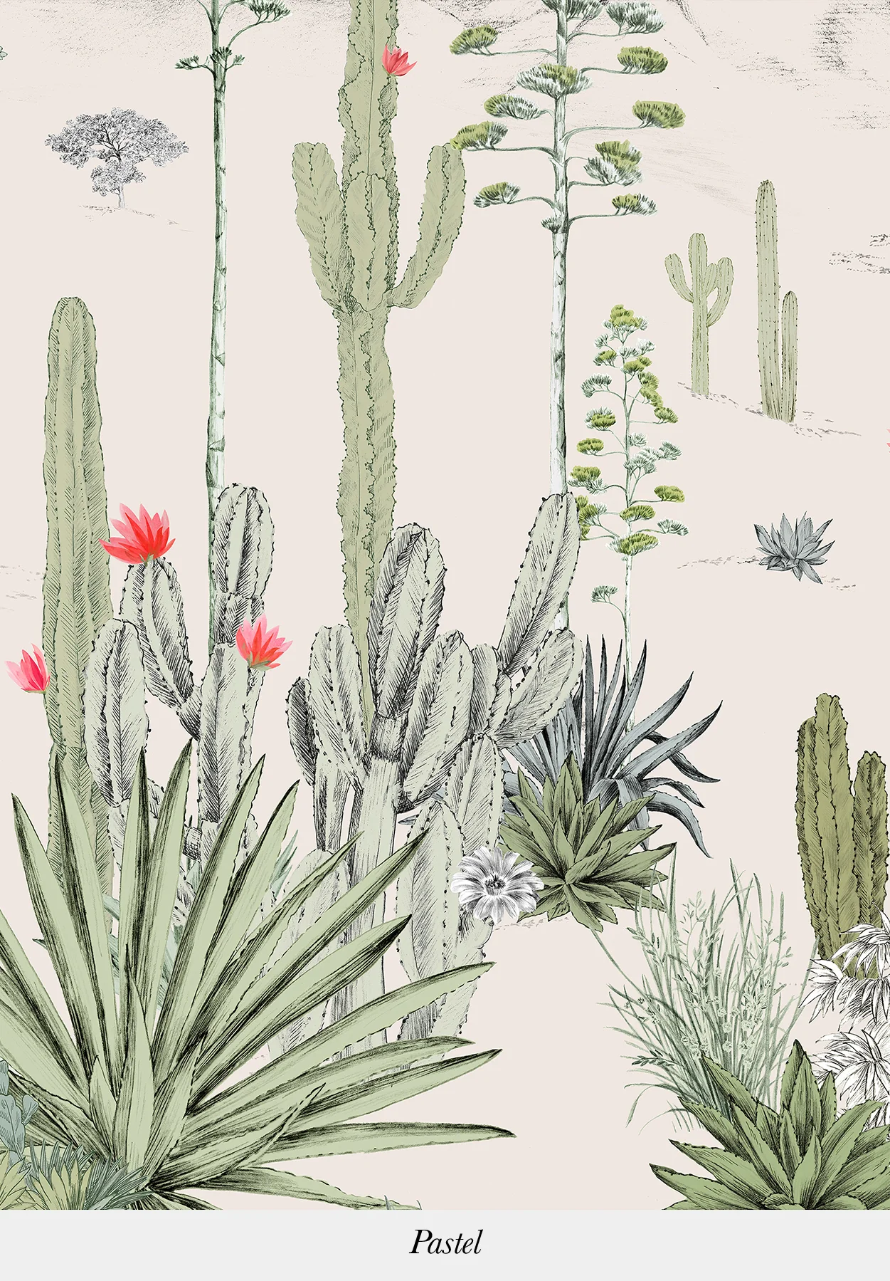 Succulentes - Image 5